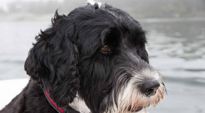 Scopri i 6 animali ufficiali dello stato del Rhode Island
