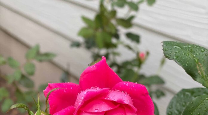 Scopri il fiore ufficiale dello stato di New York (quando fiorisce e dove vederlo!)
