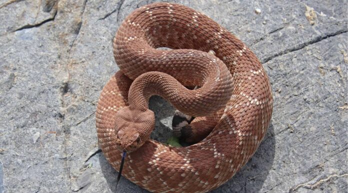 Scopri il più grande serpente a sonagli della California meridionale mai registrato
