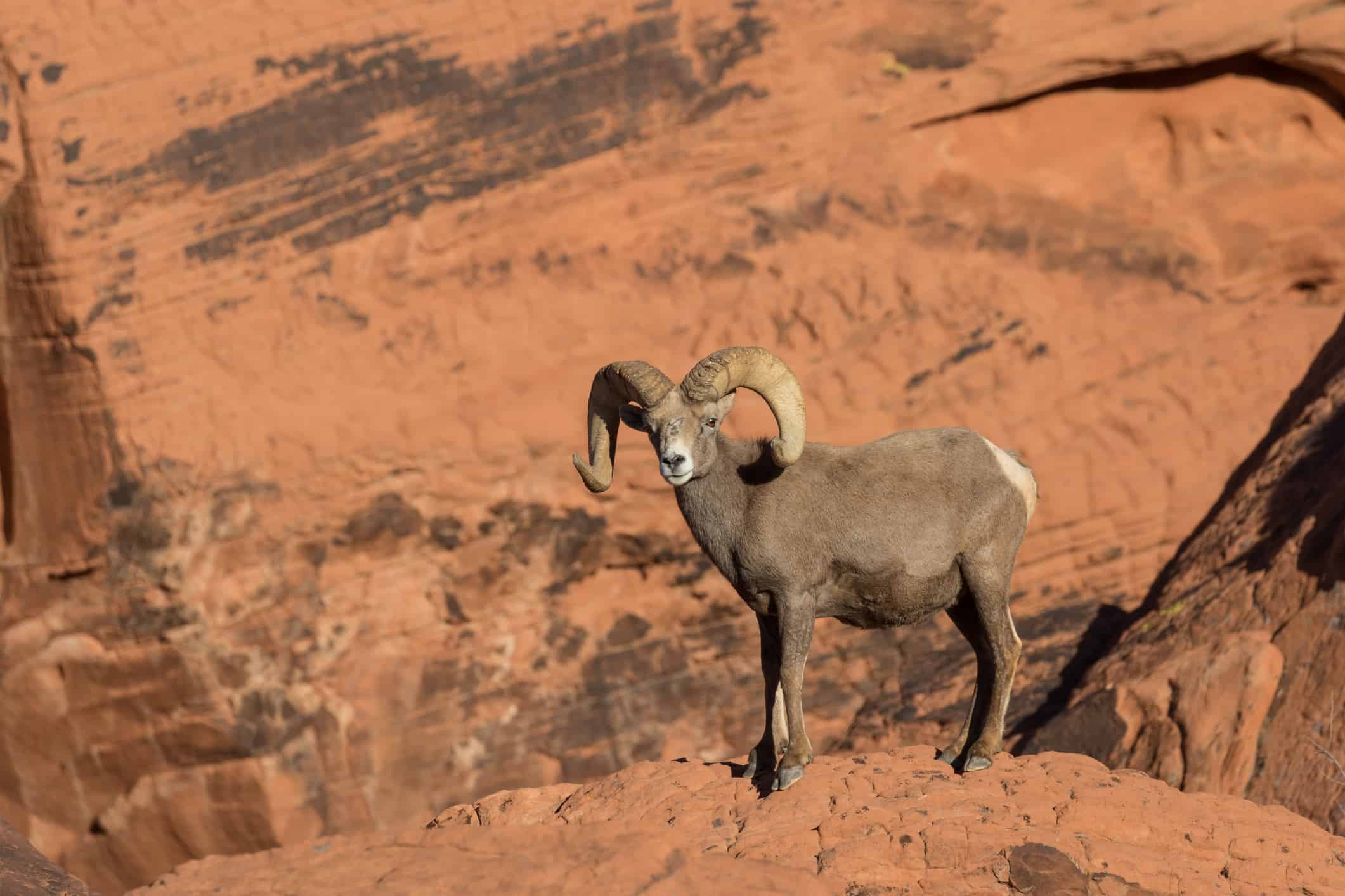 Scopri la più grande pecora del deserto mai catturata in Texas