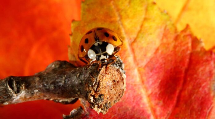 Scopri l'insetto ufficiale dello Stato di New York
