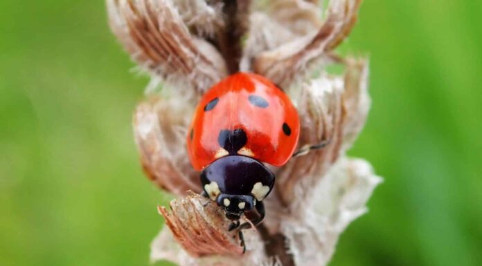 Scopri l'insetto ufficiale dello stato dell'Ohio
