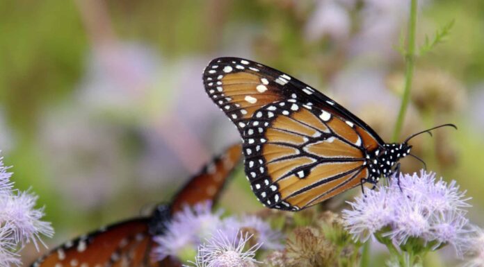Scopri l'insetto ufficiale dello stato del Texas

