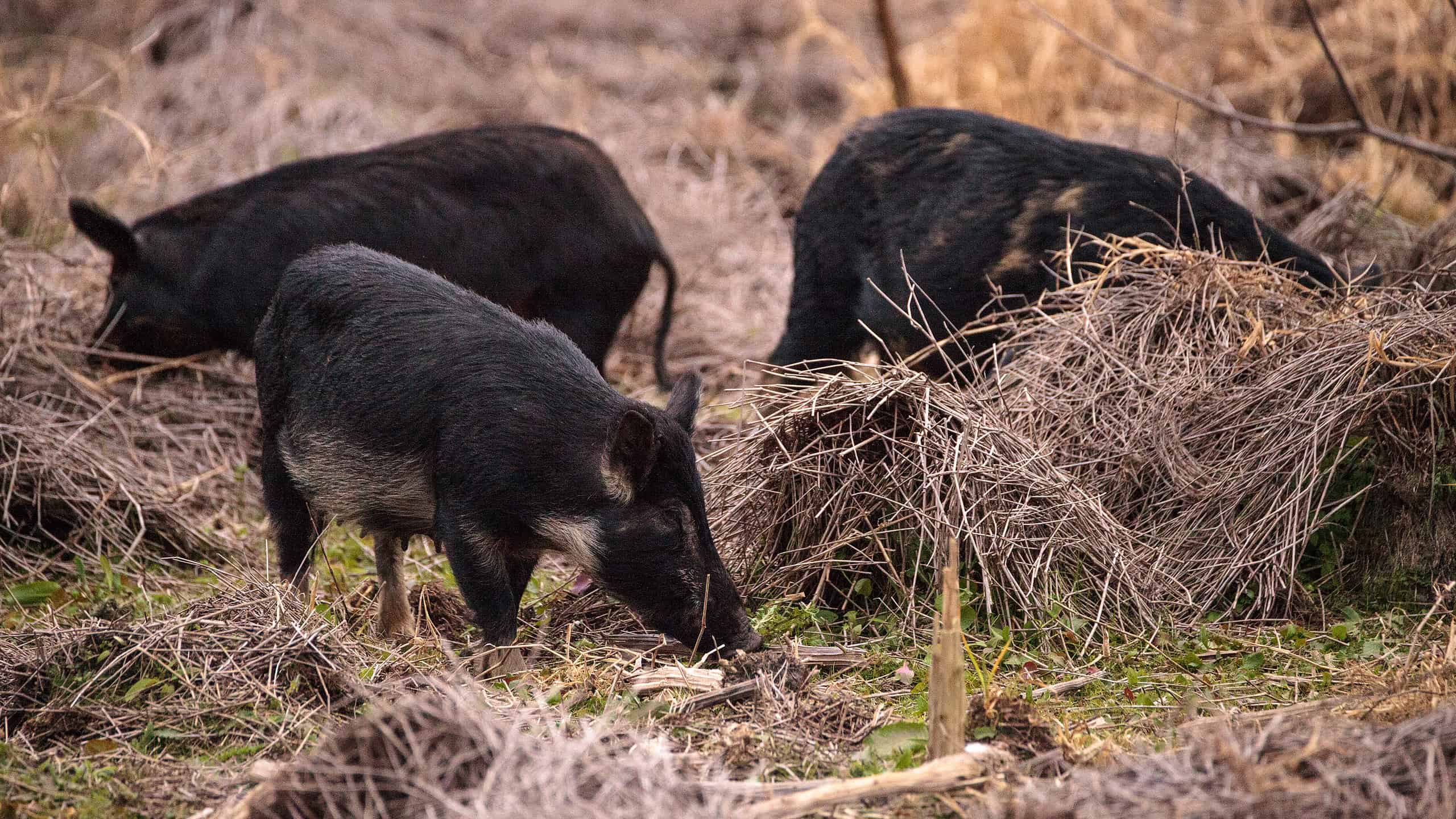Scopri perché i maiali selvatici rappresentano un rischio enorme per i cittadini statunitensi in questo momento