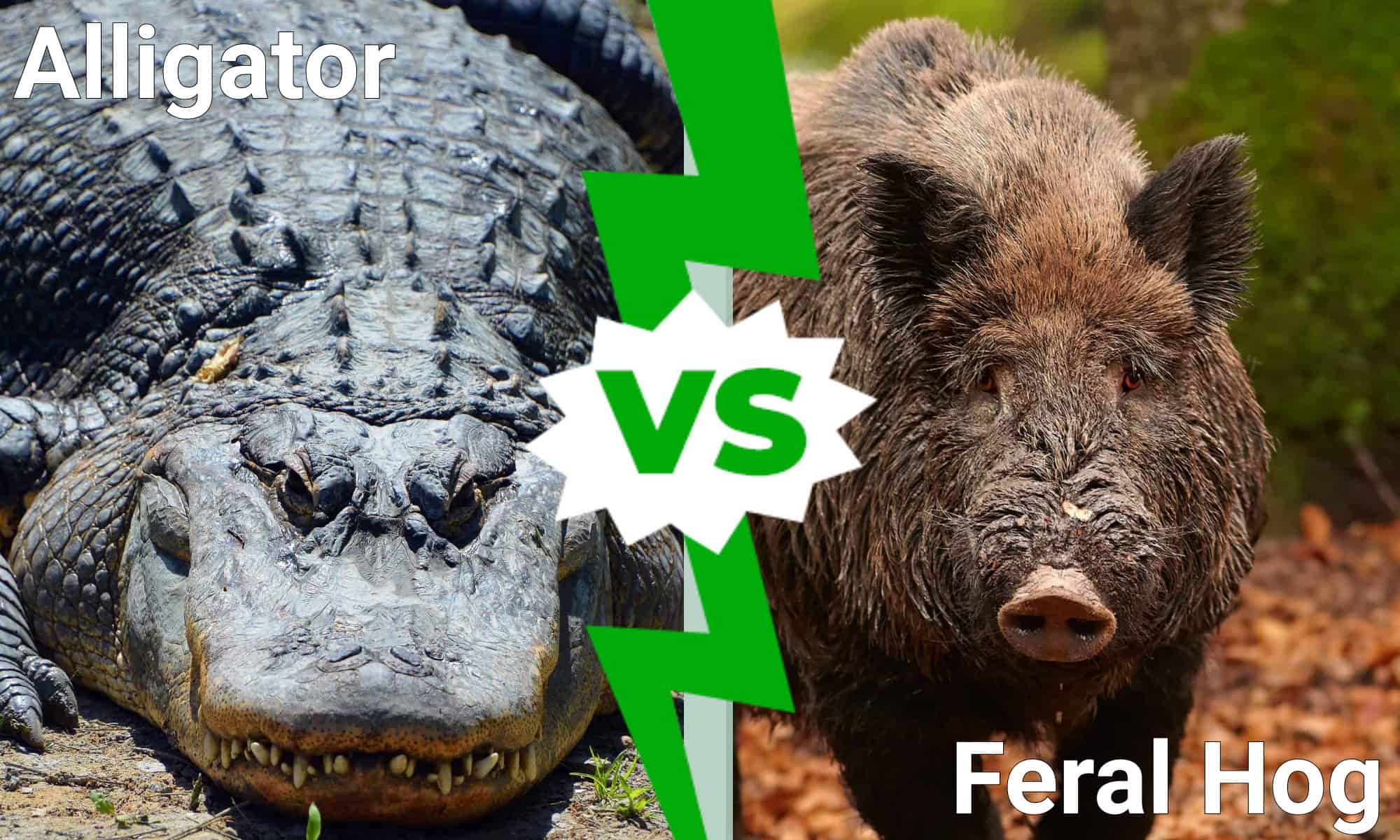 Texas Showdown: chi esce vittorioso in una battaglia tra alligatori e maiali selvatici?