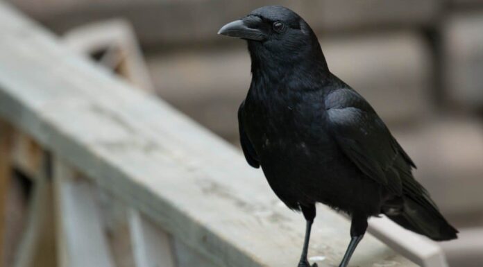 Tipi di uccelli in Ohio
