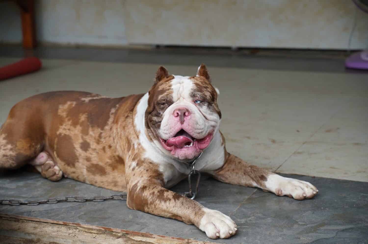 Tutto quello che c'è da sapere sui Pitbull Leopard Merle