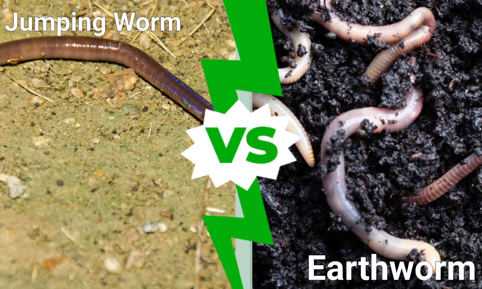 Verme che salta contro lombrico: quattro differenze chiave