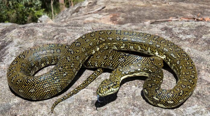 Visitatore inaspettato: vedi l'incontro di questa donna con un serpente gigante che cade
