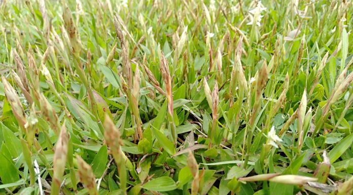 Zenith Zoysia: vantaggi, svantaggi, tasso di diffusione e altro!
