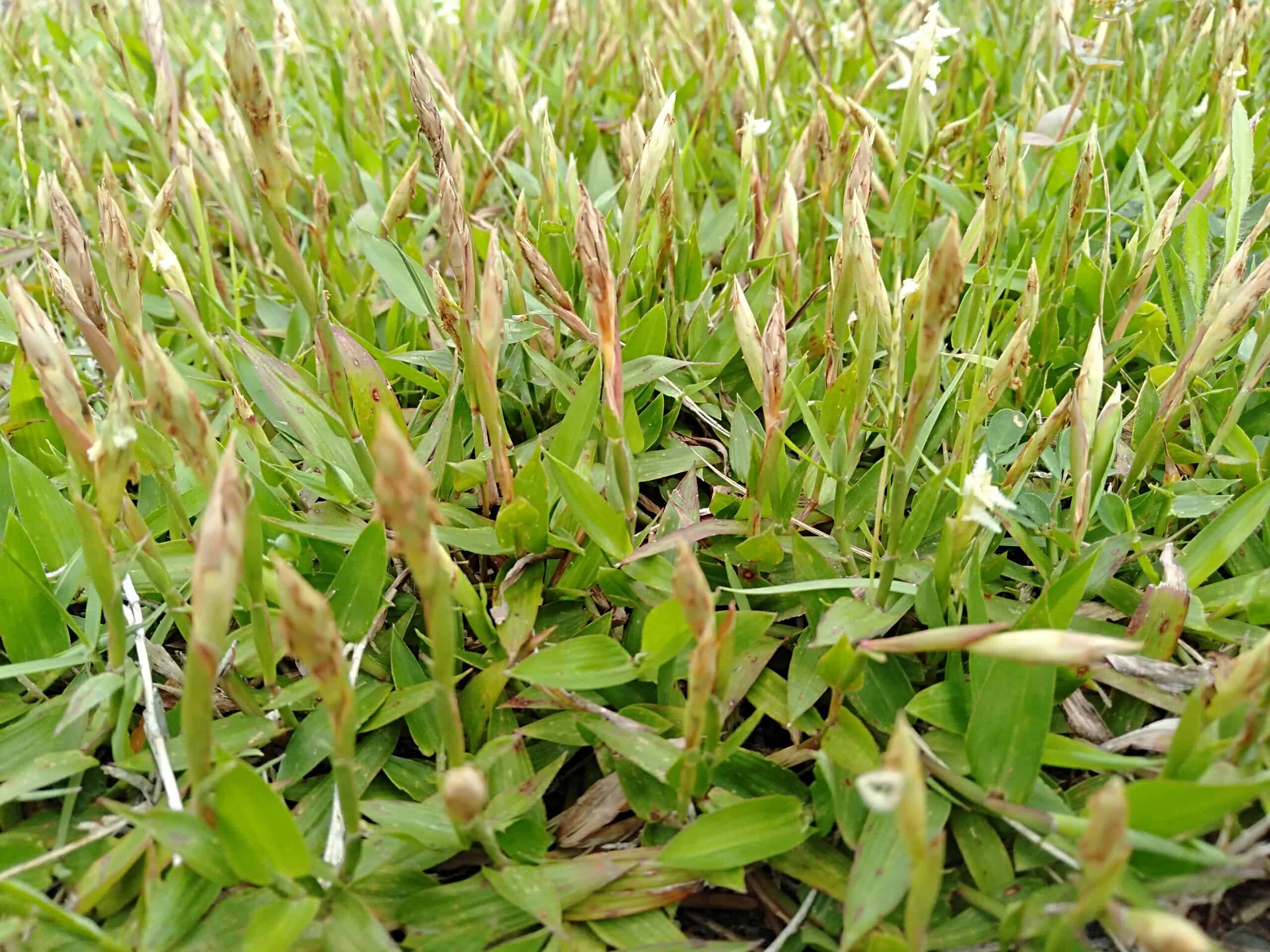 Zenith Zoysia: vantaggi, svantaggi, tasso di diffusione e altro!