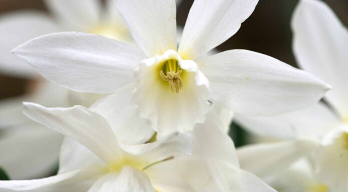 10 tipi di narcisi cimelio
