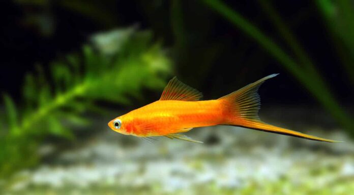 3 tipi di coda di spada: una guida sulla selezione, l'allevamento e la cura dei tuoi pesci
