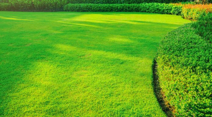 Il momento migliore per concimare il prato: consigli e suggerimenti
