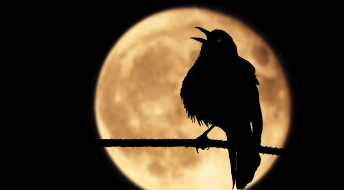 Il cinguettio degli uccelli di notte: perché lo fanno e cosa significa
