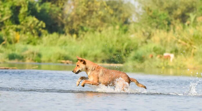 Le migliori razze di cani per l'escursionismo 
