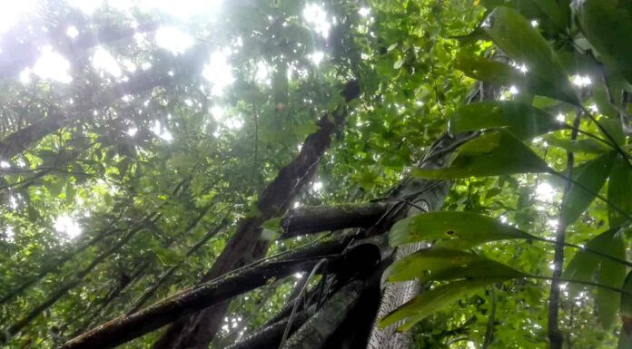 Scopri la verità se questi incredibili alberi possono davvero camminare... Sì, cammina!
