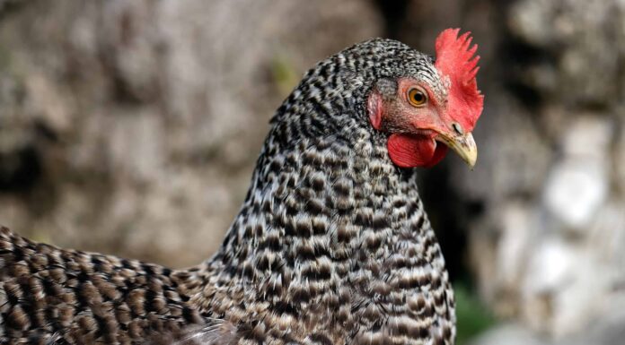 Le migliori razze di galline ovaiole
