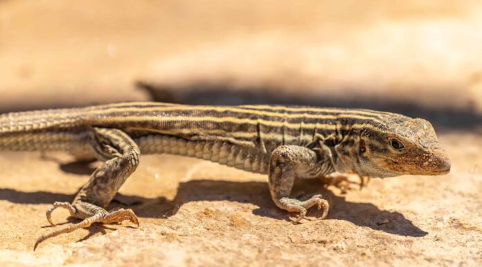 Scopri gli 8 animali ufficiali dello stato del New Mexico
