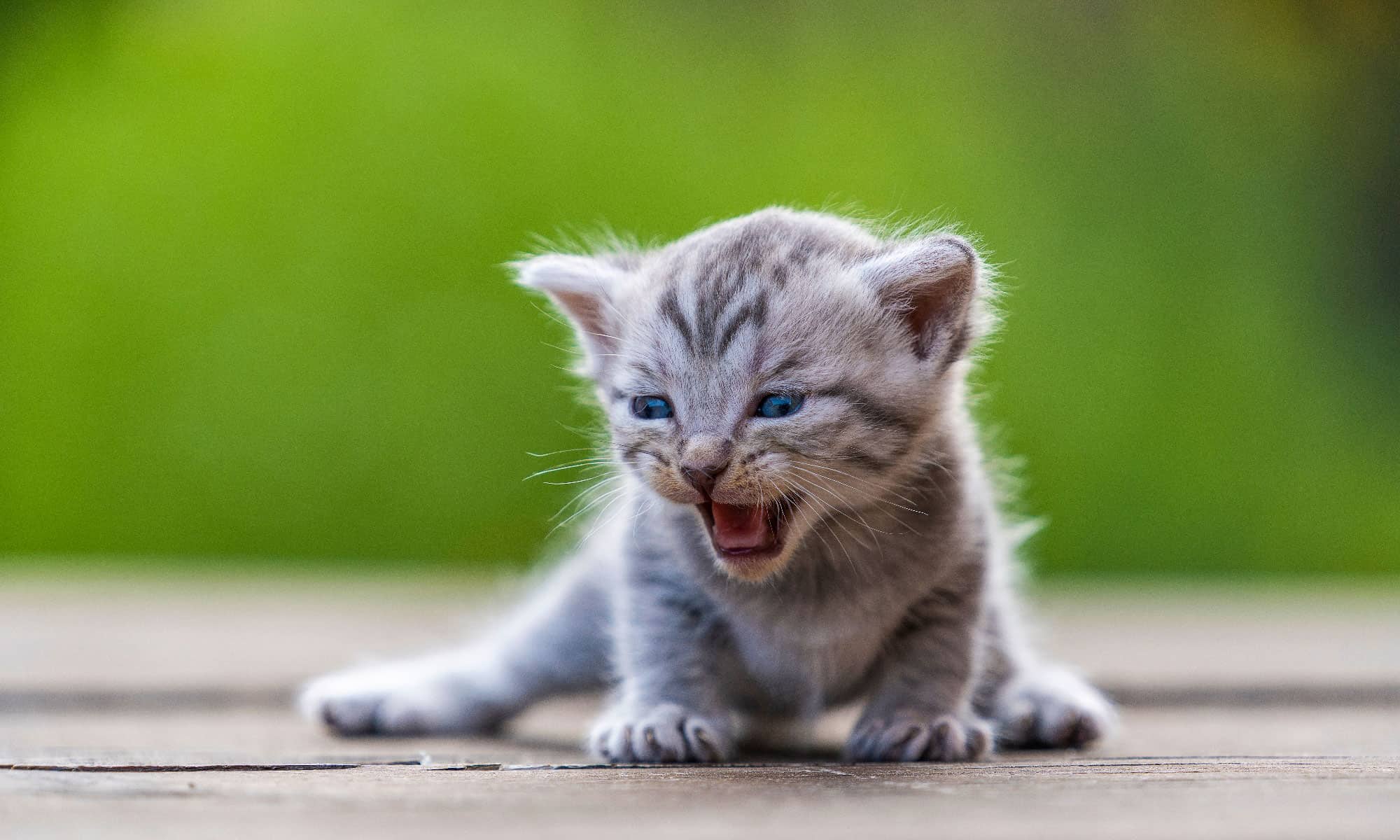 Cat Tracks: guida all'identificazione per neve, fango e altro