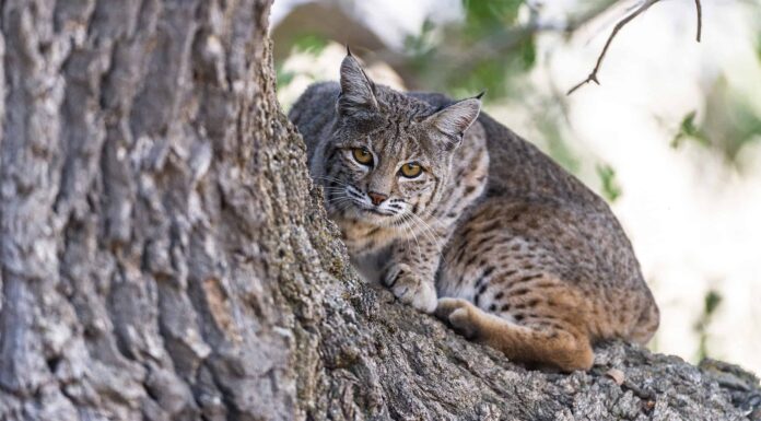 I gatti selvatici possono arrampicarsi sugli alberi?
