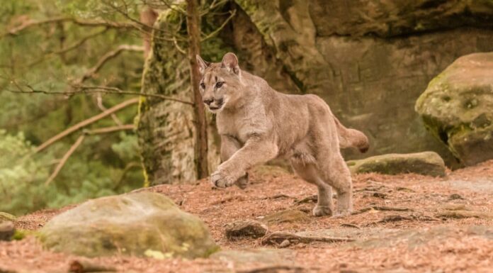 Scopri come la pantera della Florida è diventata l'animale ufficiale dello stato
