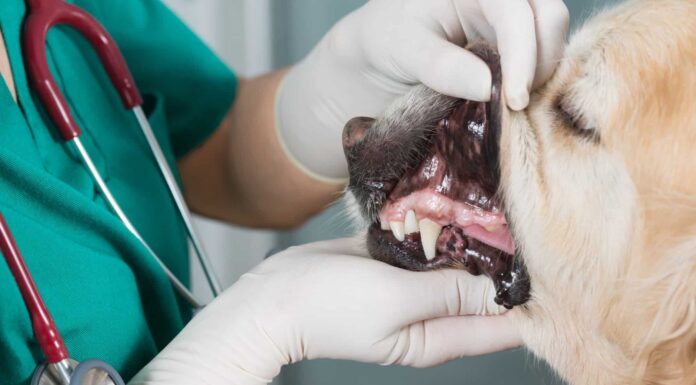 Denti di Golden Retriever
