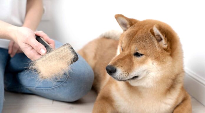 Lo Shiba Inus è ipoallergenico?
