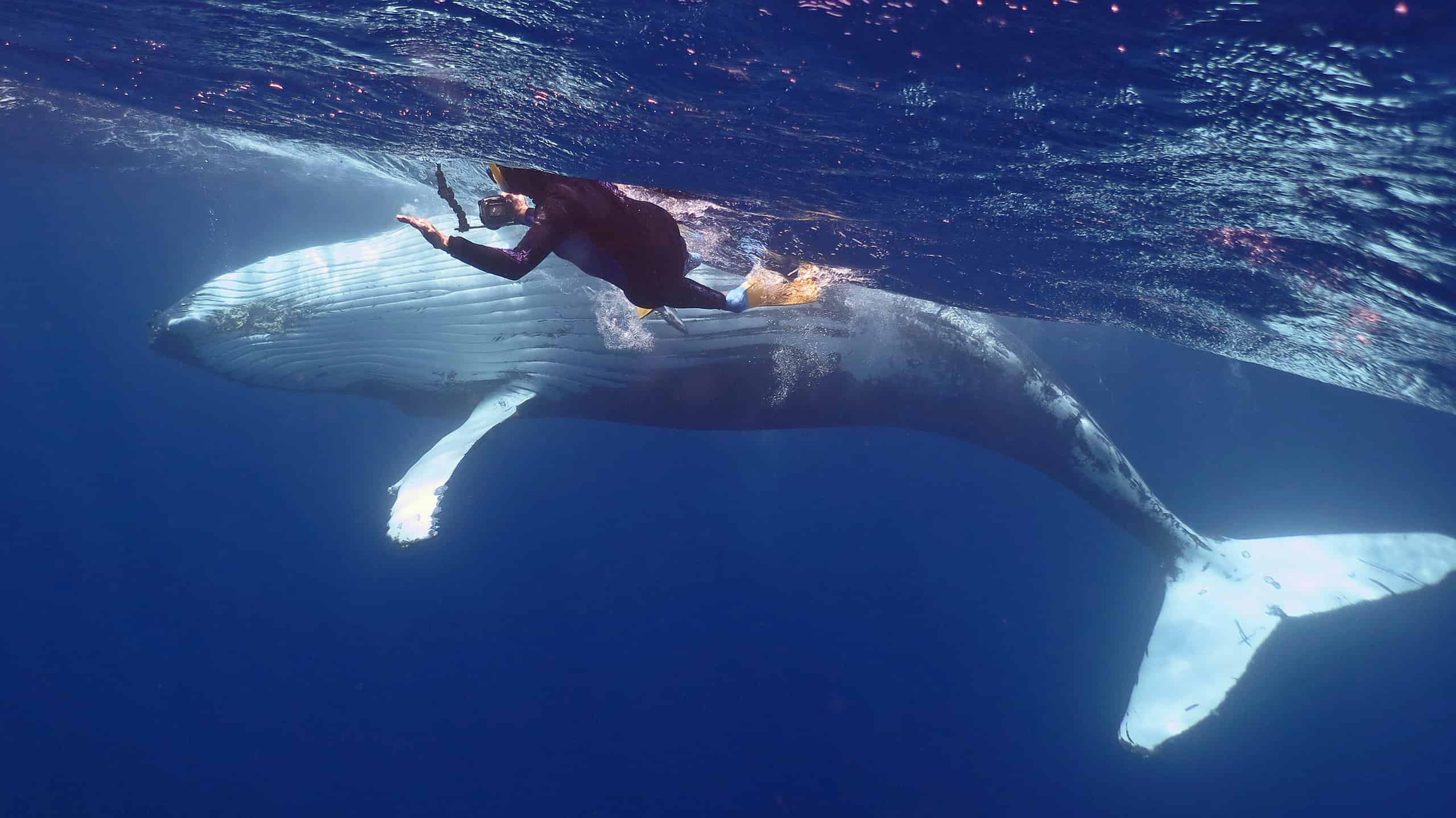 Guarda La megattera salva eroicamente lo scienziato dallo squalo e crea un legame indissolubile