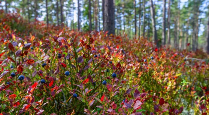 12 deliziosi frutti originari del Nord America
