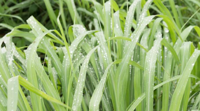 Cinque erbacce comuni che sembrano erba
