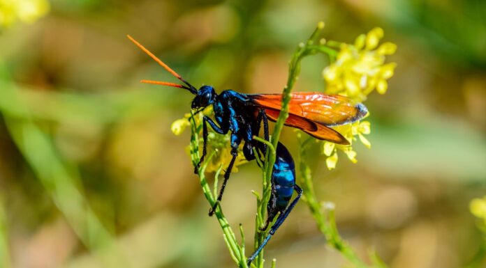 Punture di vespe: che aspetto hanno, come trattarle
