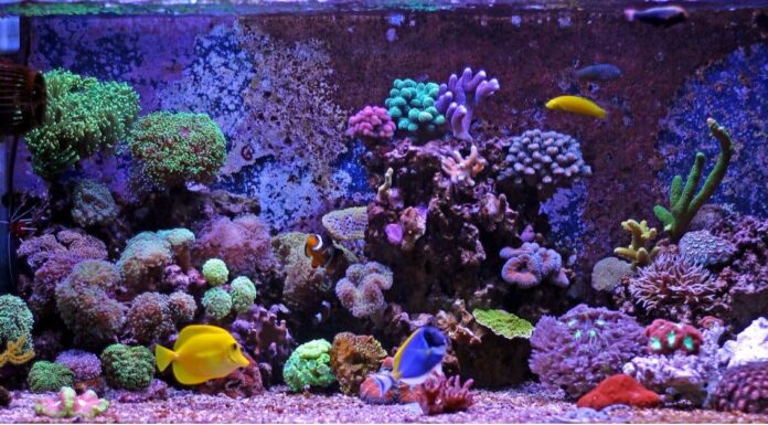 10 tipi di pesci d'acqua salata e che rendono i migliori animali domestici
