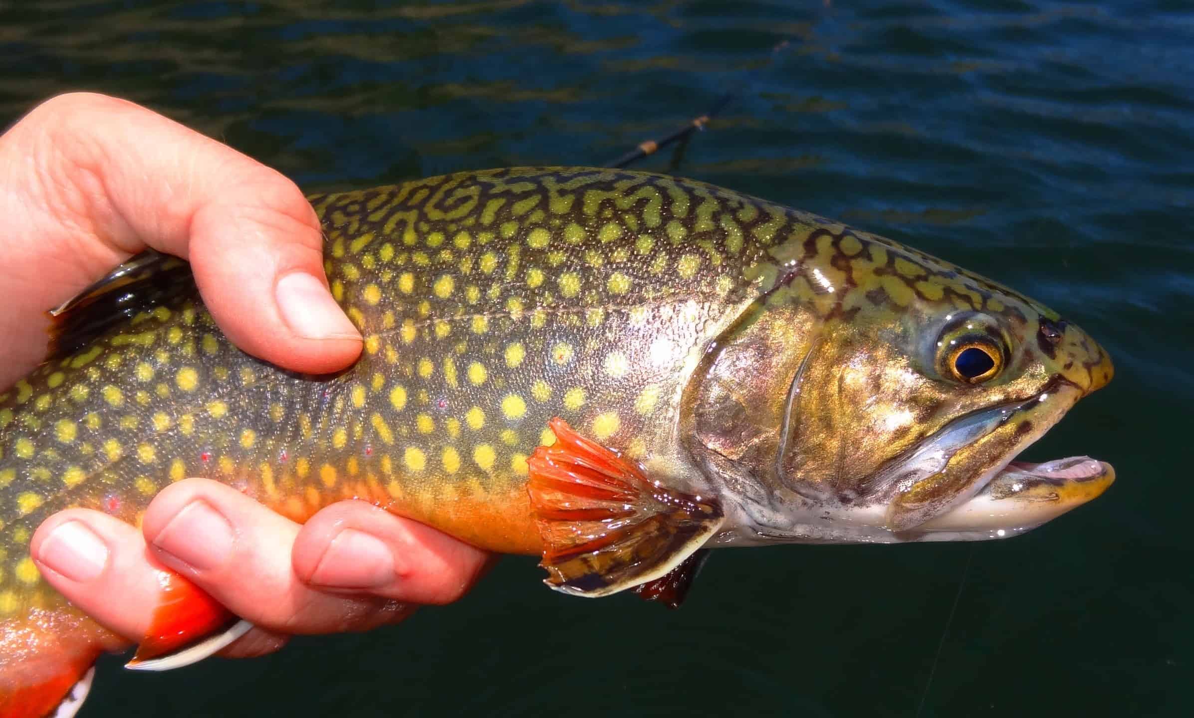 Scopri il pesce ufficiale dello stato del Michigan