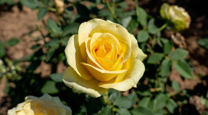 Rose gialle: significato, simbolismo e occasioni appropriate
