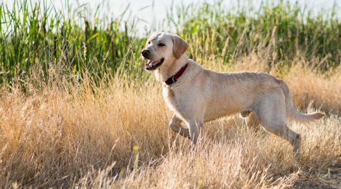 Colori del Labrador Retriever: dal più raro al più comune
