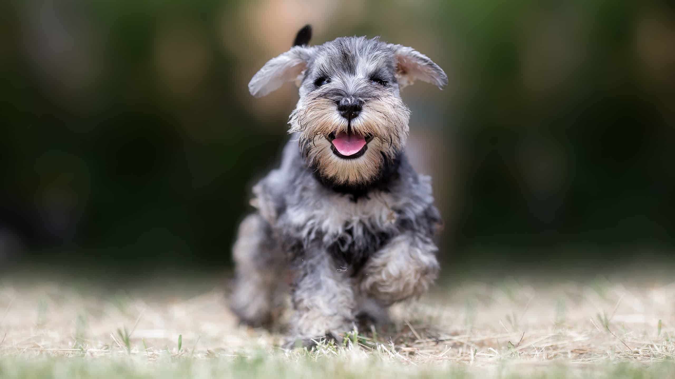 Gli Schnauzer sono ipoallergenici?