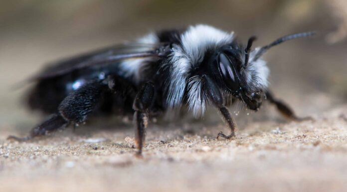 Ape in bianco e nero: che tipo è e punge?
