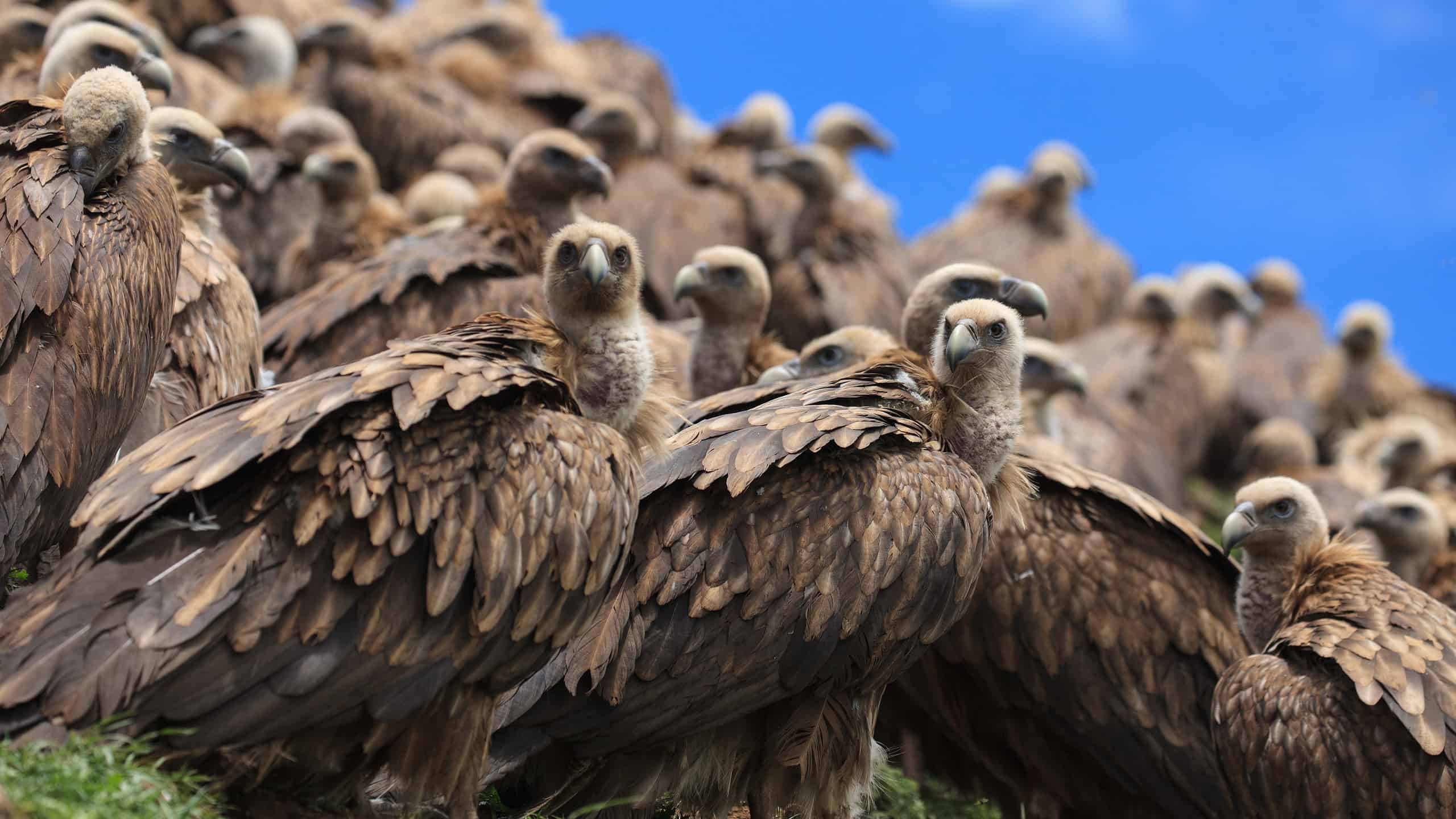 Come si chiama un gruppo di avvoltoi?