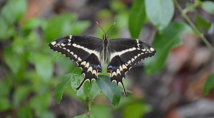 Farfalla in bianco e nero: 20 tipi e immagini!
