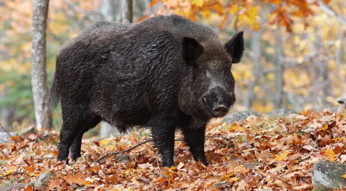 Scopri 11 specie invasive nella Carolina del Nord
