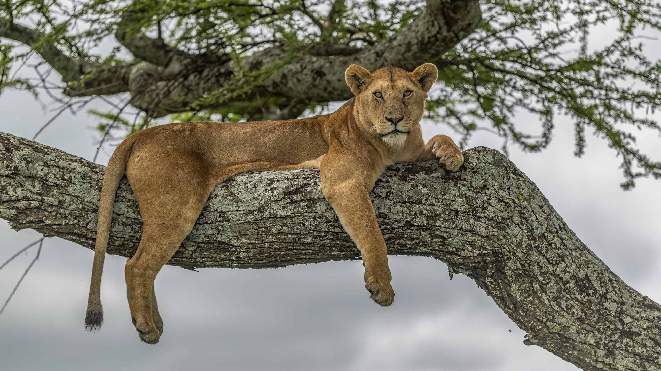 I leoni possono arrampicarsi sugli alberi?