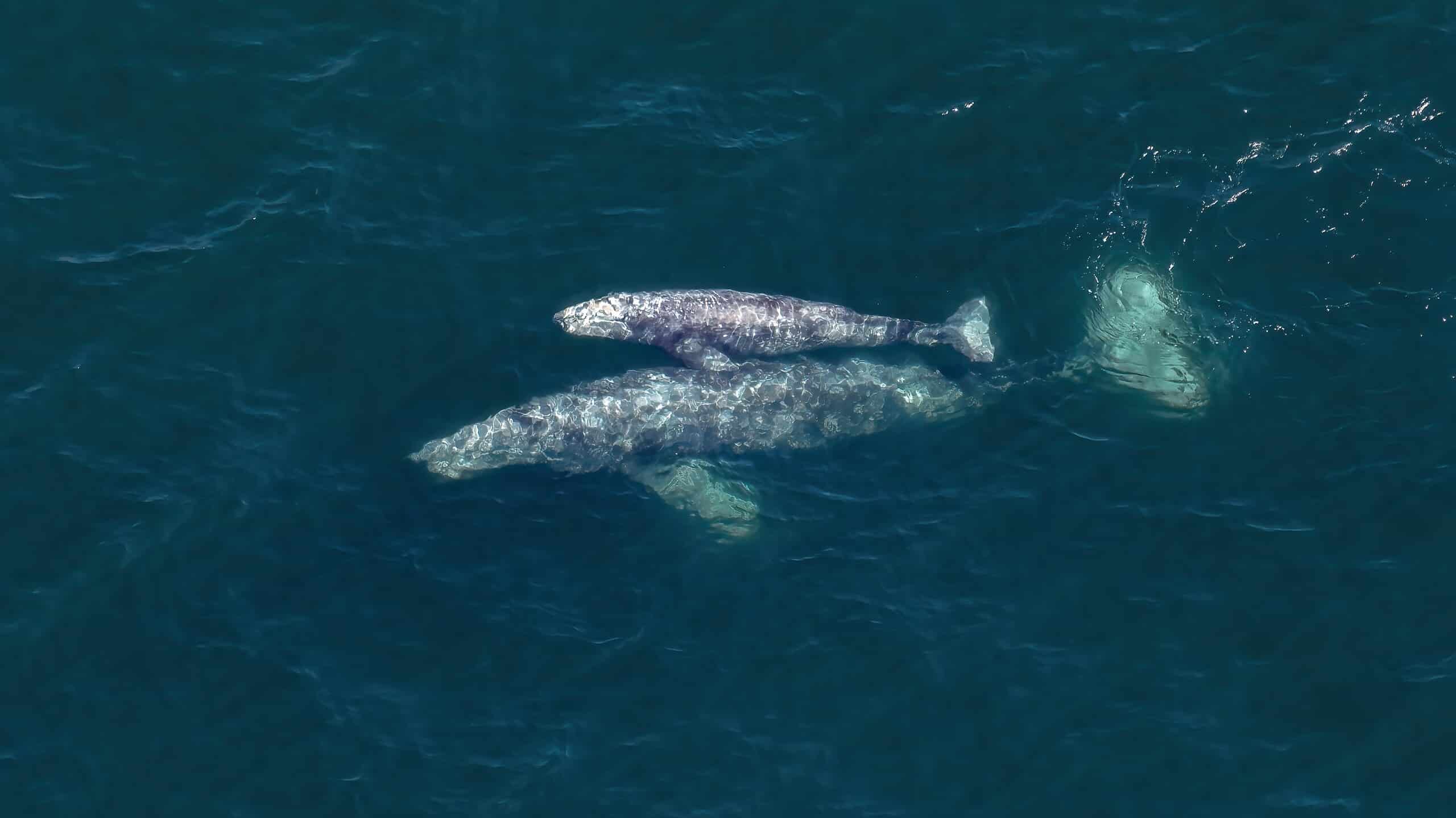 Scopri il mammifero marino ufficiale dello stato della California