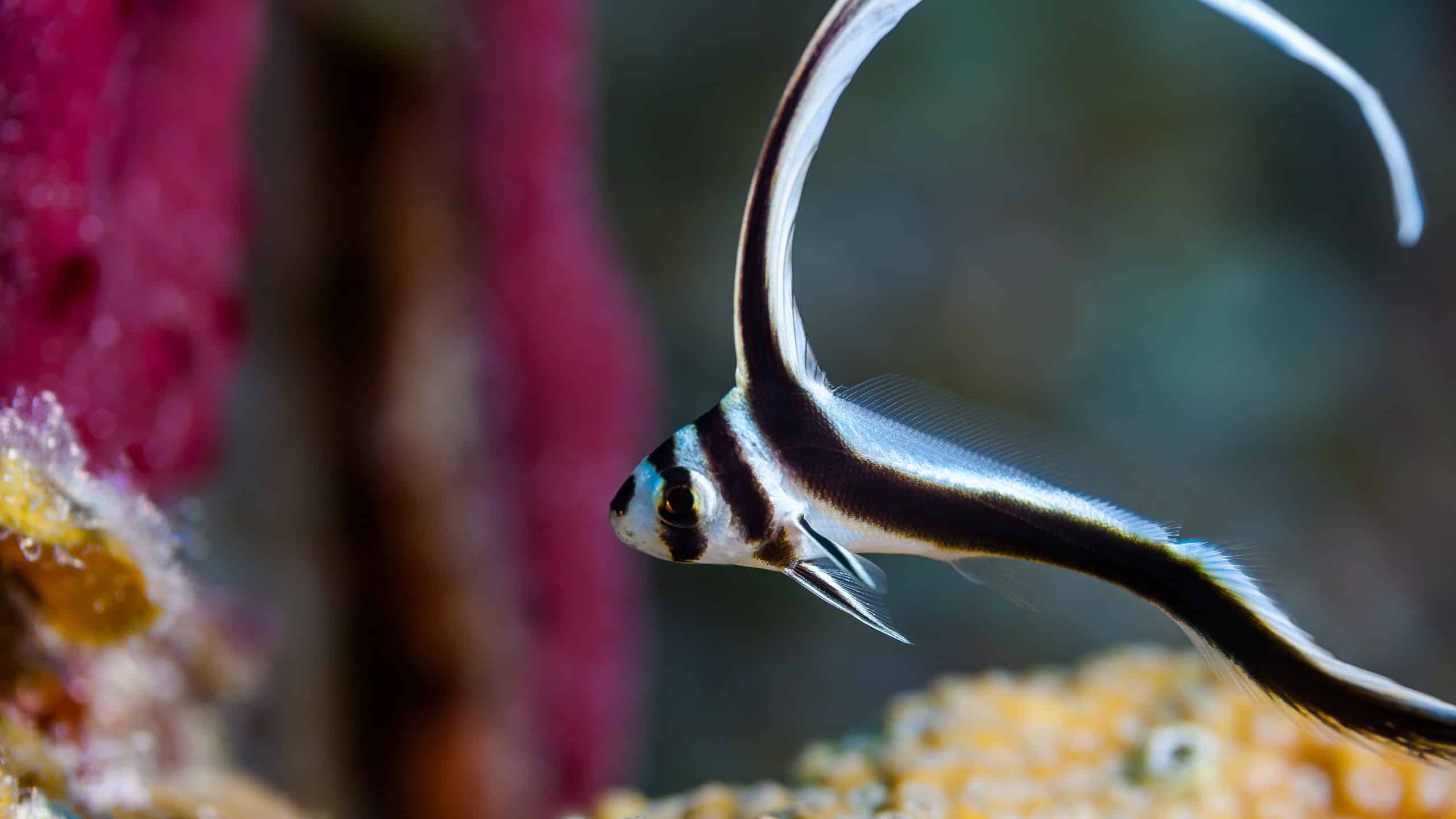 10 pesci in bianco e nero (con immagini di ciascuno!)