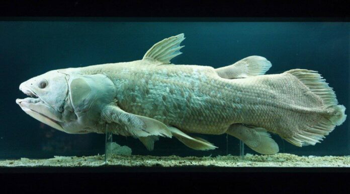 5 creature marine "estinte" successivamente ritrovate vive 
