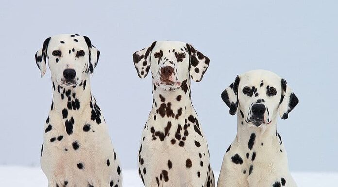 12 animali con macchie (vedi un elenco completo di creature maculate)
