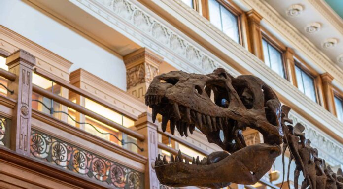 Scopri gli 8 dinosauri più veloci che abbiano mai camminato sulla Terra
