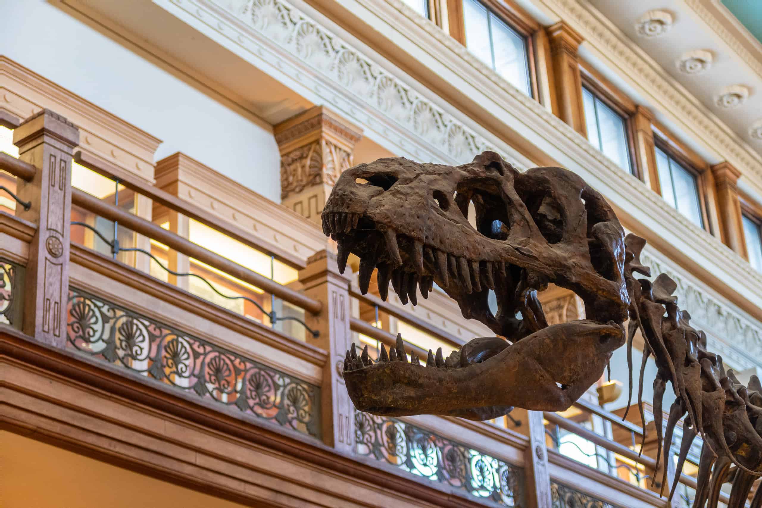 Scopri gli 8 dinosauri più veloci che abbiano mai camminato sulla Terra