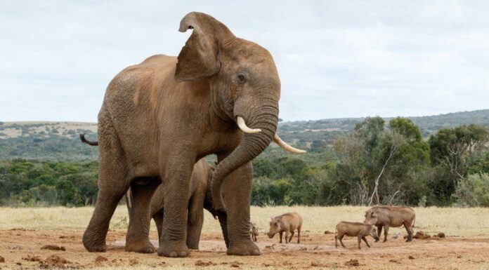 Guarda questo leopardo fuggire per la sua vita quando un elefante carica 50 volte le sue dimensioni
