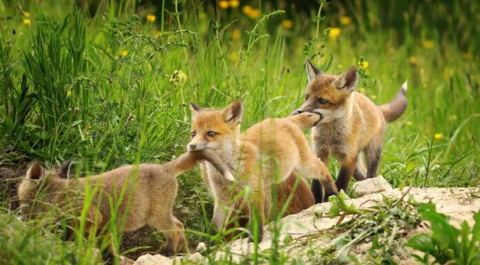 Most Romantic Animals